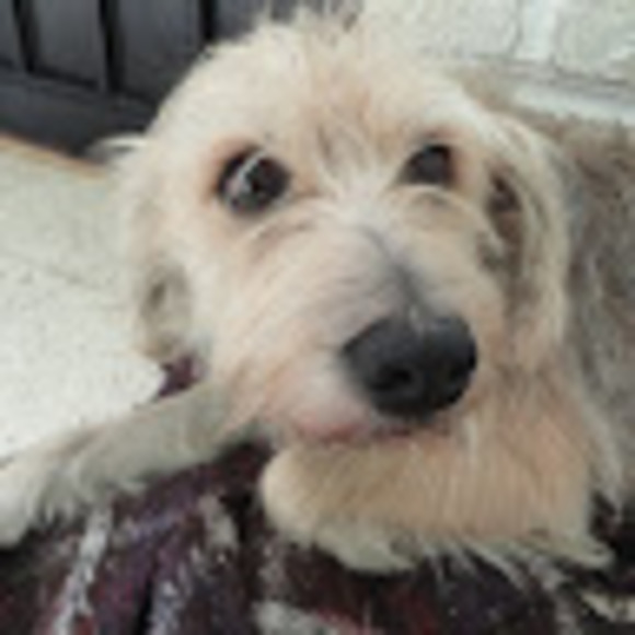 Meet your Posher, Amelia - Picture 1 of 1